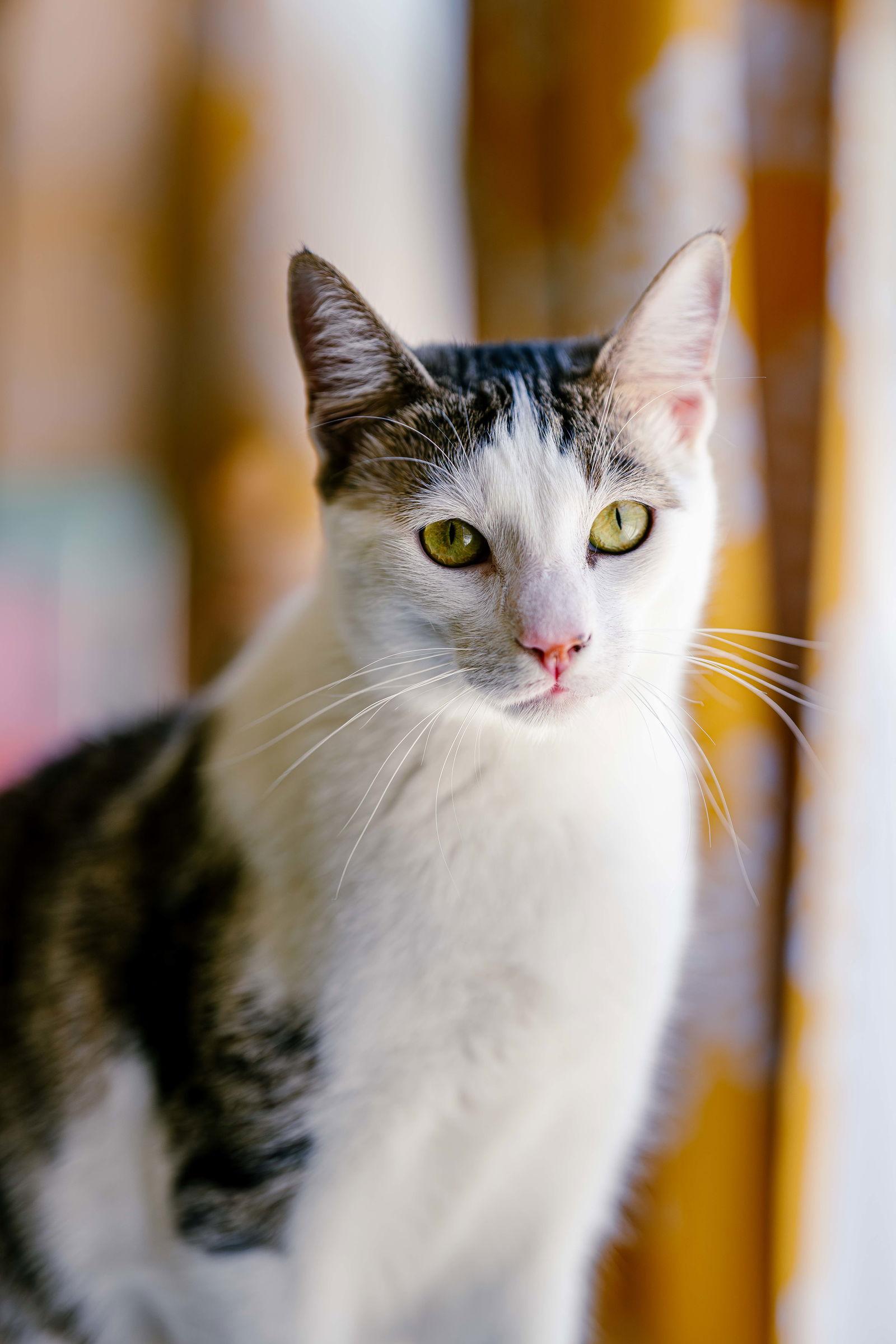 Enlarge Snoopy (bonded w/ Marcie), a Adoptable mixed breed in San Jose, CA image 3/3