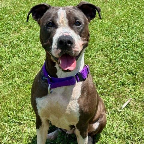 Pistachio, a Adoptable mixed breed in League City, TX image 2/6