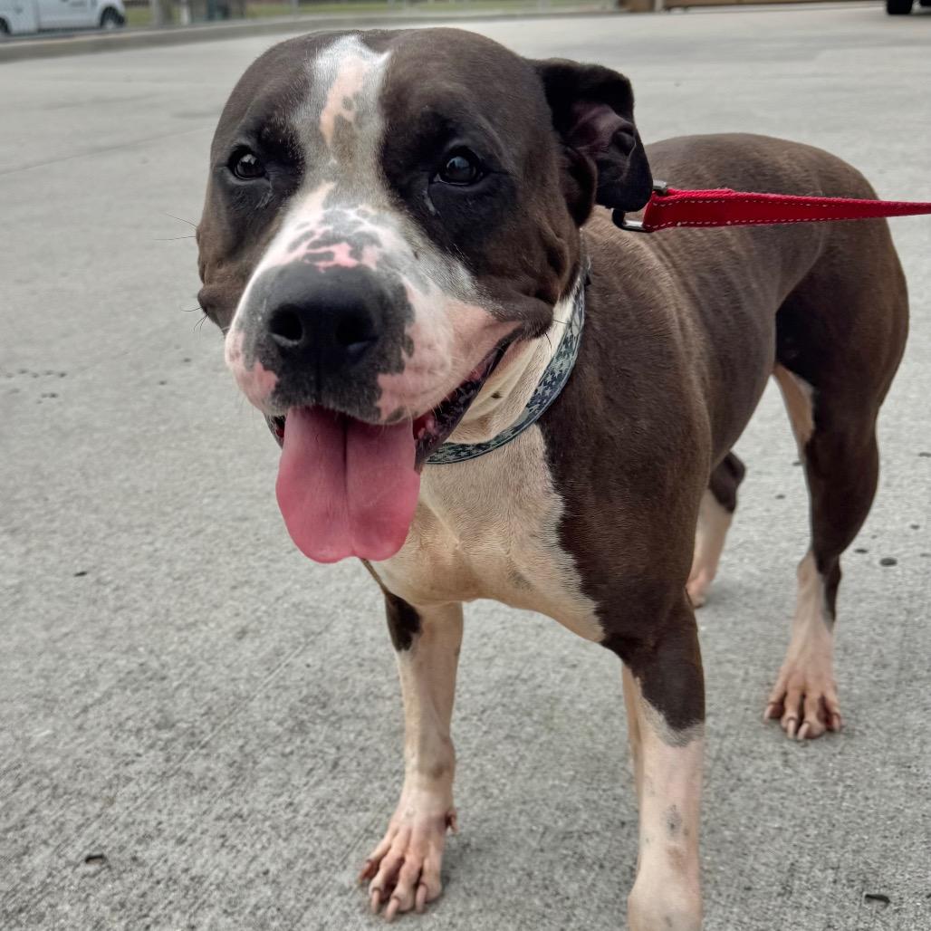 Pistachio, a Adoptable mixed breed in League City, TX image 3/6