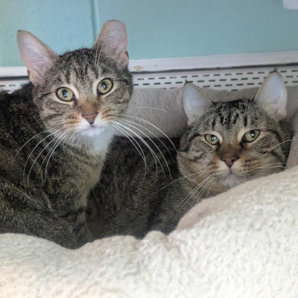 Enlarge Boston Rob, a Adoptable Domestic Short Hair in Providence, RI image 1/6