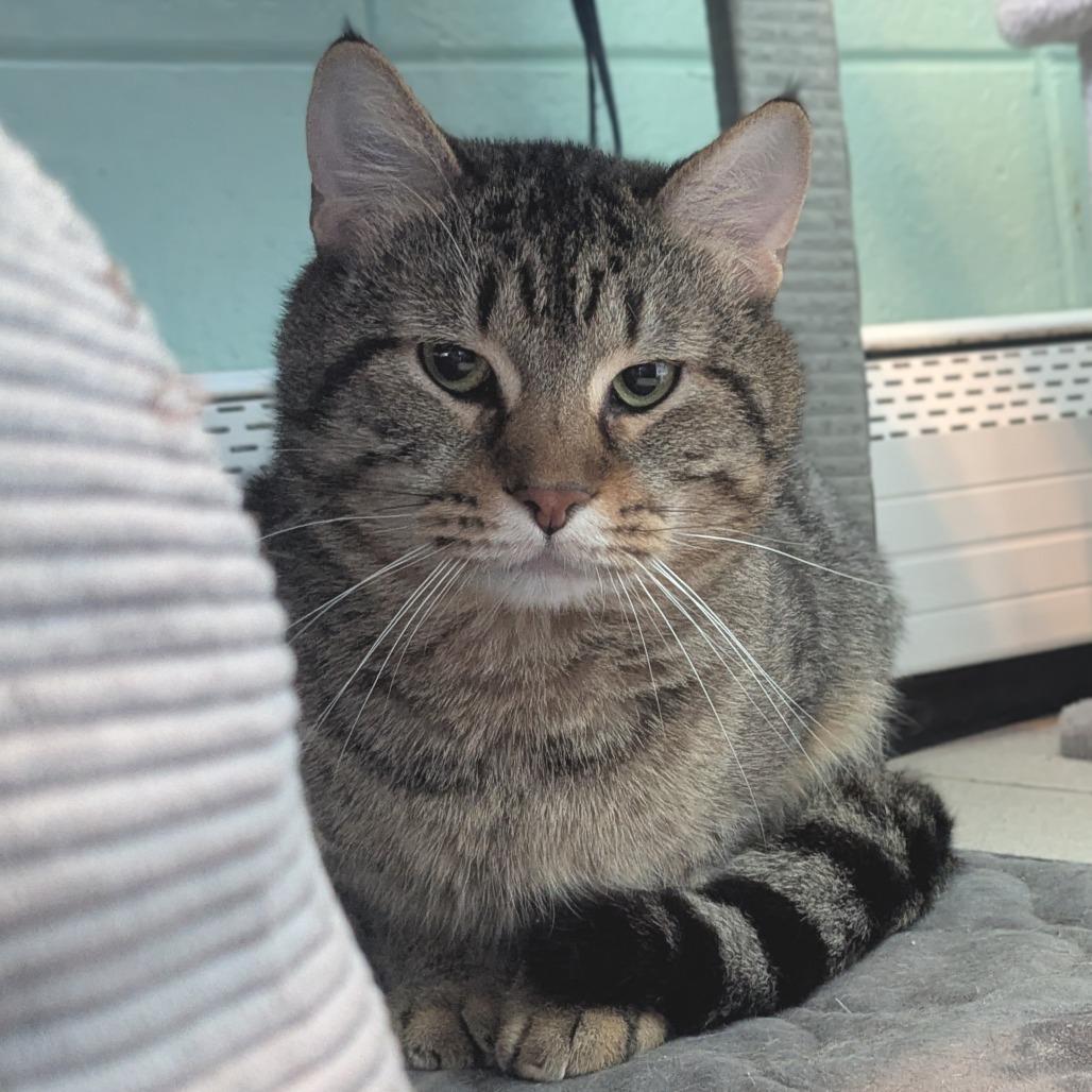 Boston Rob, Adoptable, Adult Male Domestic Short Hair.