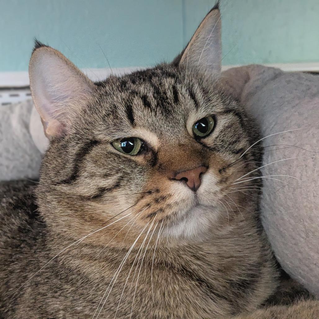 Enlarge Boston Rob, a Adoptable Domestic Short Hair in Providence, RI image 4/6
