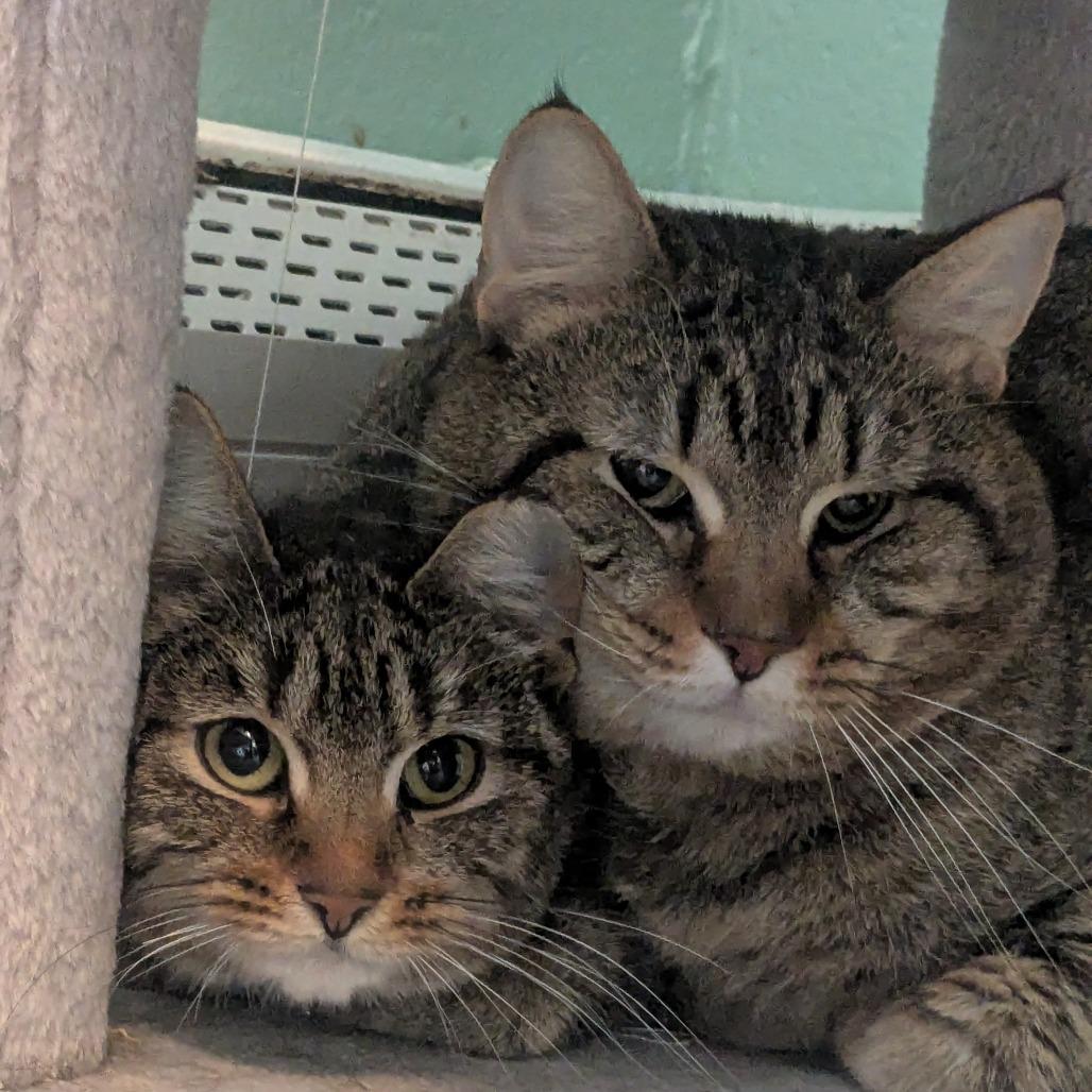 Enlarge Boston Rob, a Adoptable Domestic Short Hair in Providence, RI image 2/5