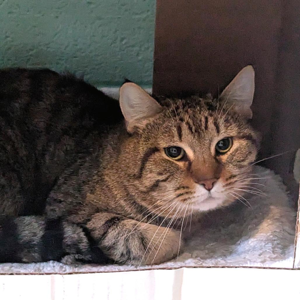 Enlarge Boston Rob, a Adoptable Domestic Short Hair in Providence, RI image 3/5