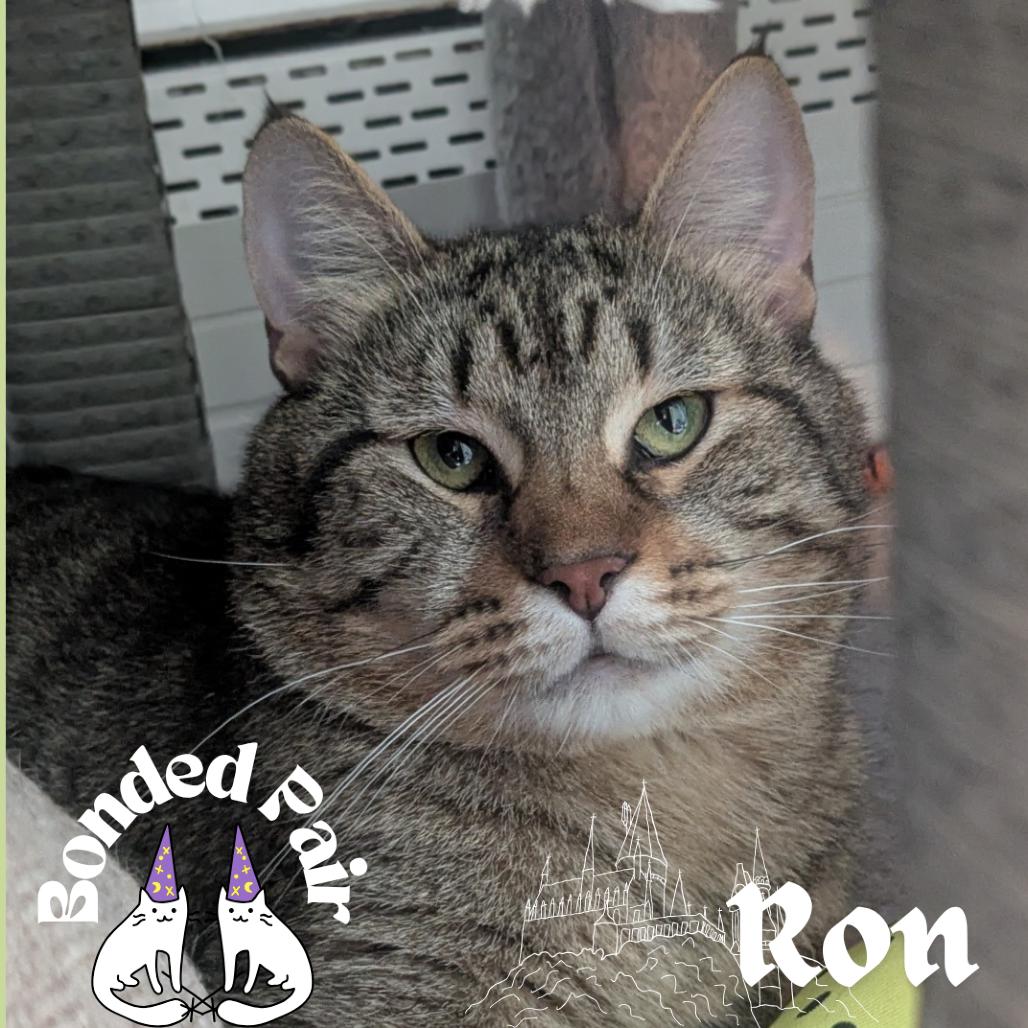 Ron, a Adoptable Domestic Short Hair in Providence, RI image 5/6