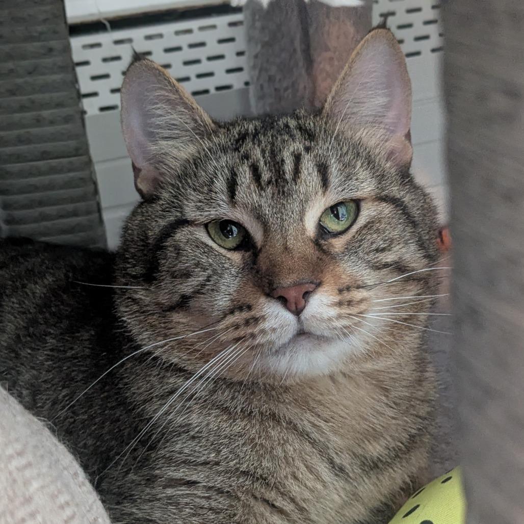 Enlarge Boston Rob, a Adoptable Domestic Short Hair in Providence, RI image 4/5