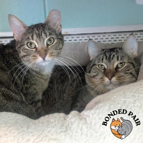 Enlarge Boston Rob, a Adoptable Domestic Short Hair in Providence, RI image 5/6