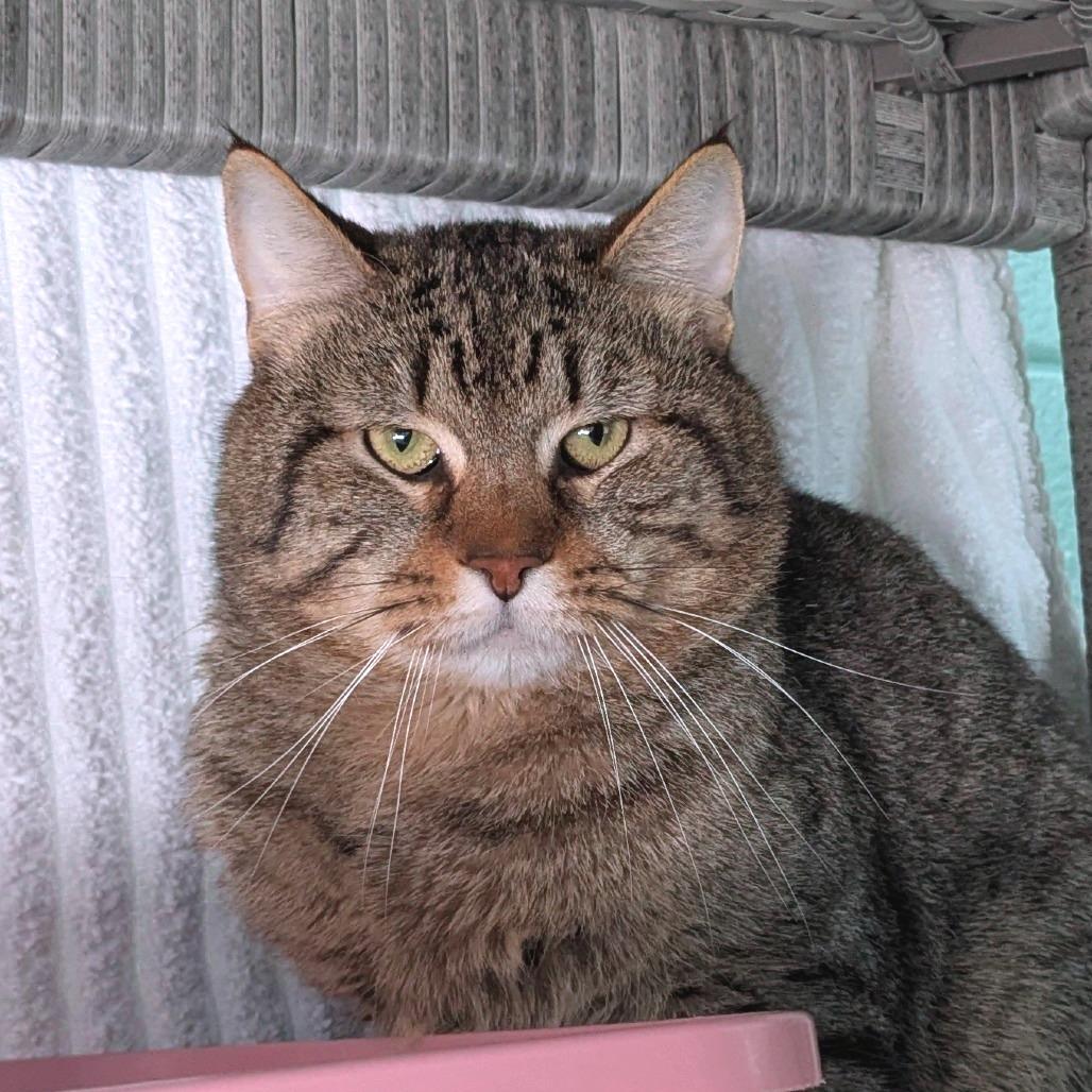 Enlarge Boston Rob, a Adoptable Domestic Short Hair in Providence, RI image 5/5