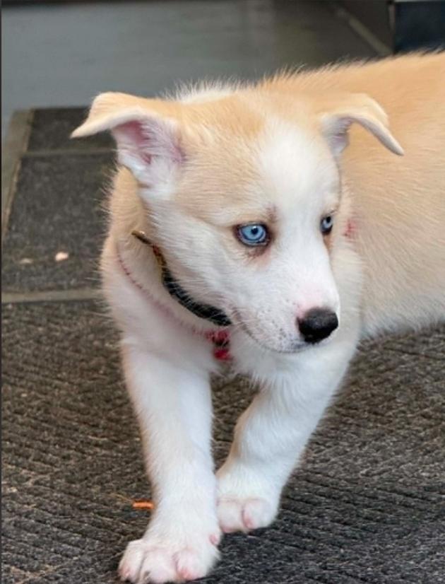 Cash, a ADOPTABLE mixed breed in Eutawville, SC image 3/6