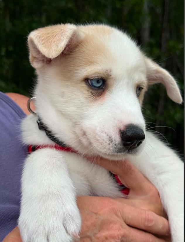 Cash, a ADOPTABLE mixed breed in Eutawville, SC image 5/6