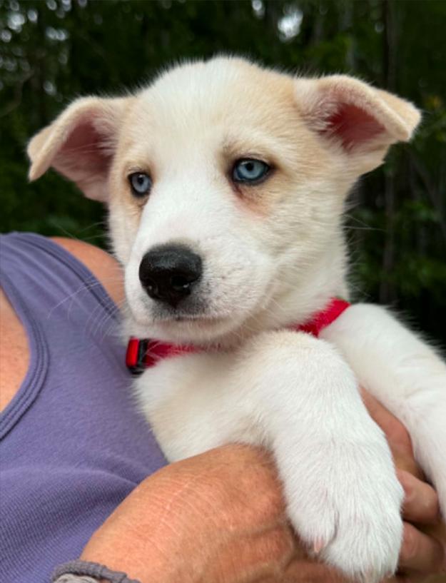 Cash, a ADOPTABLE mixed breed in Eutawville, SC image 2/6