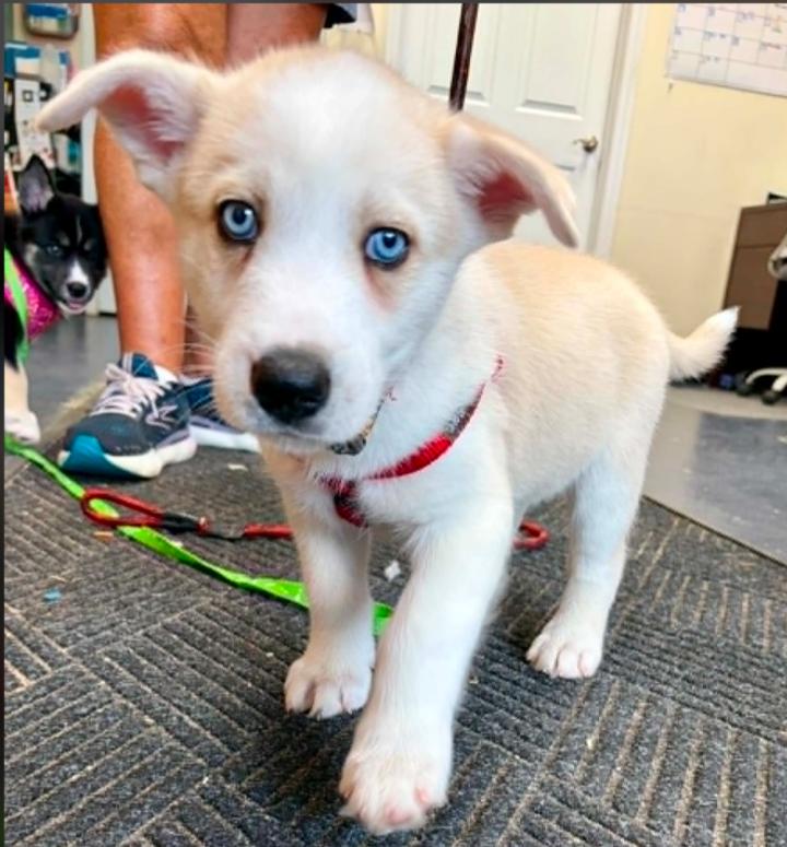 Cash, ADOPTABLE, Puppy Male Mixed Breed.