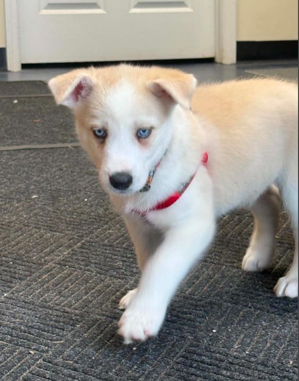 Cash, a ADOPTABLE mixed breed in Eutawville, SC image 6/6