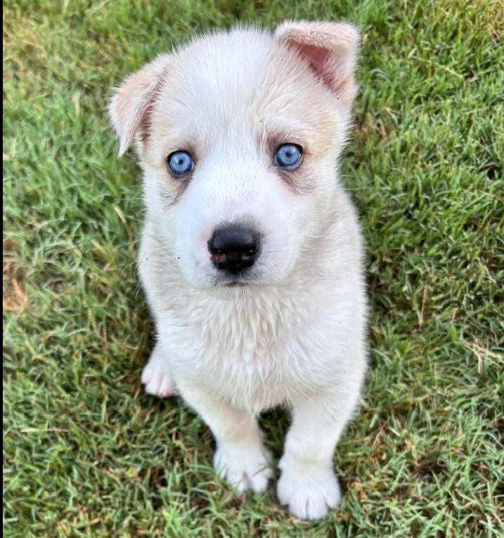 Cash, a ADOPTABLE mixed breed in Eutawville, SC image 4/6