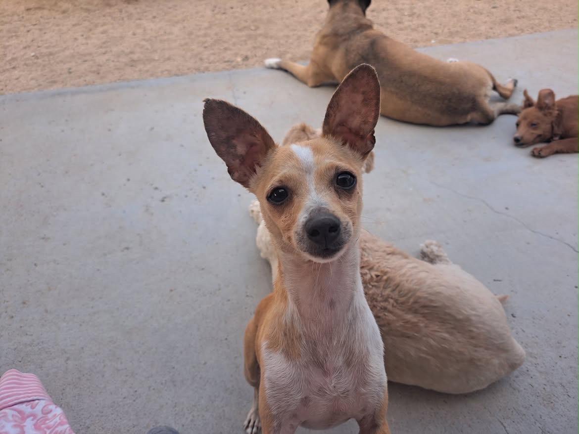 Archie, a ADOPTABLE Chihuahua in Redlands , CA image 1/2
