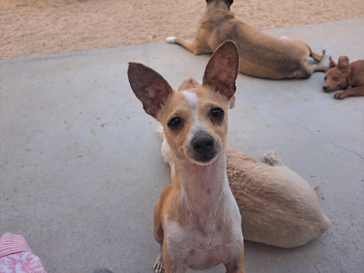 Archie, a ADOPTABLE Chihuahua in Redlands , CA image 2/2