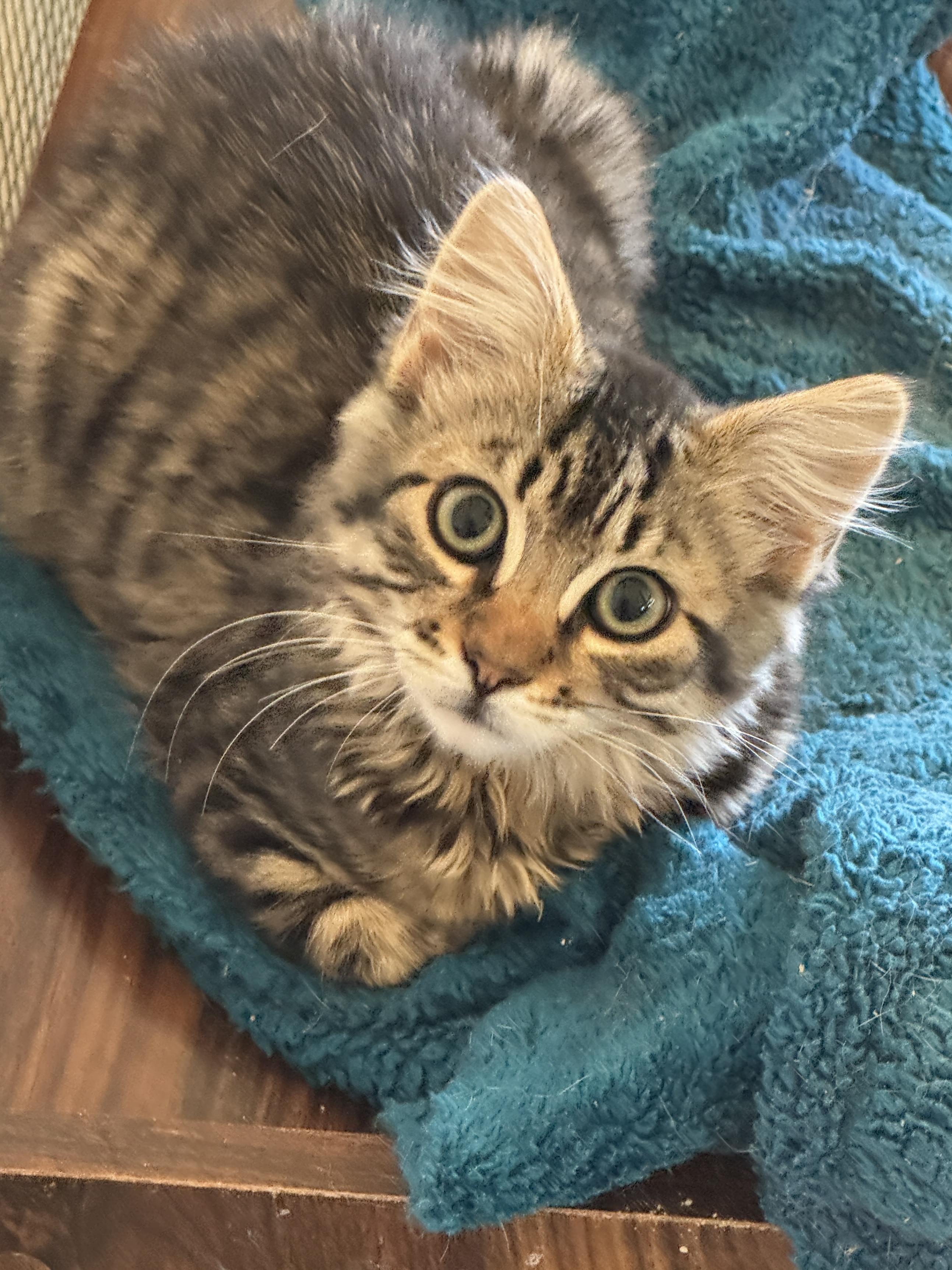 Maui, adopted, Kitten Male Domestic Medium Hair.