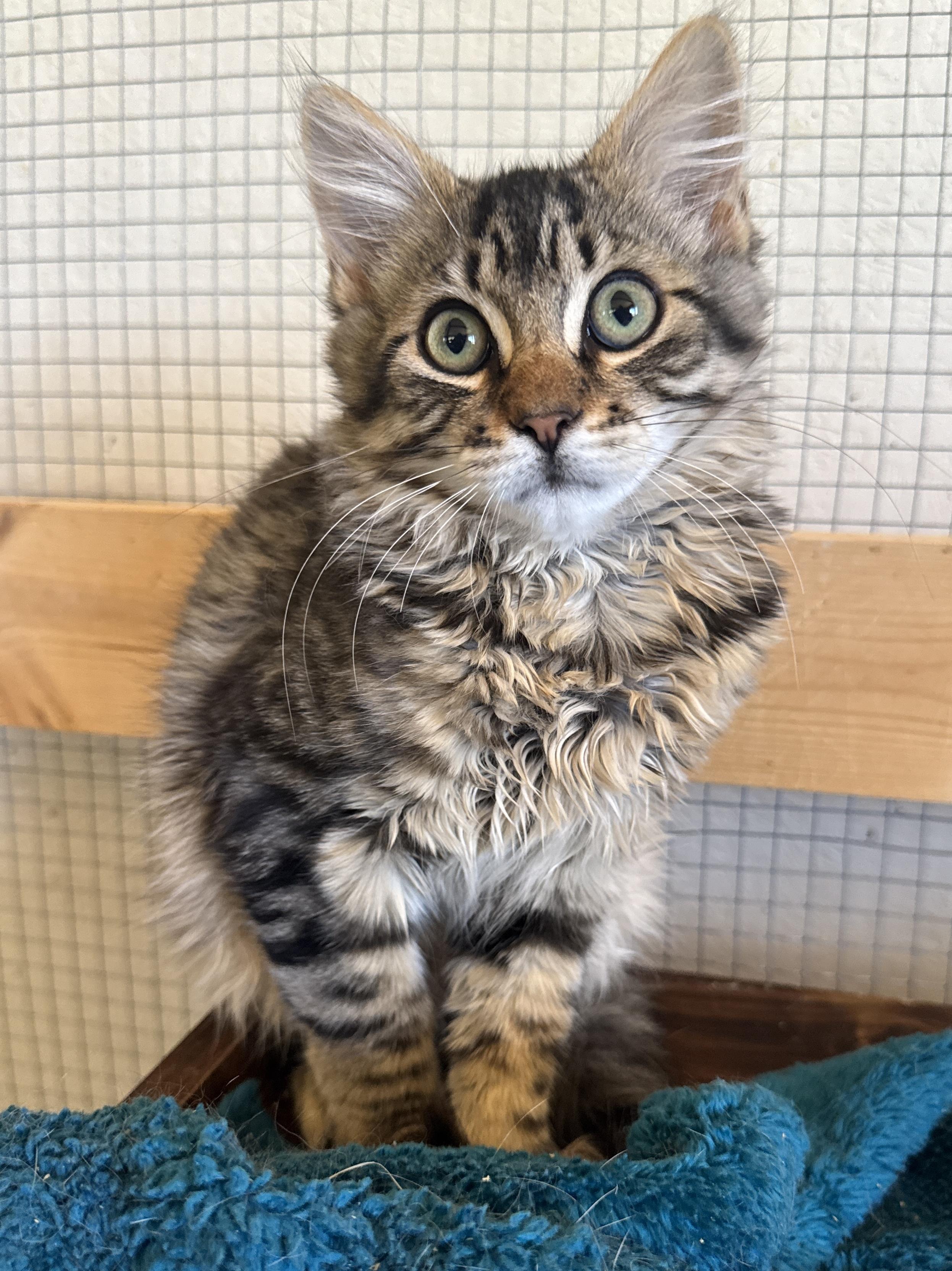 Maui, an adopted Domestic Medium Hair in Portland, OR image 2/3