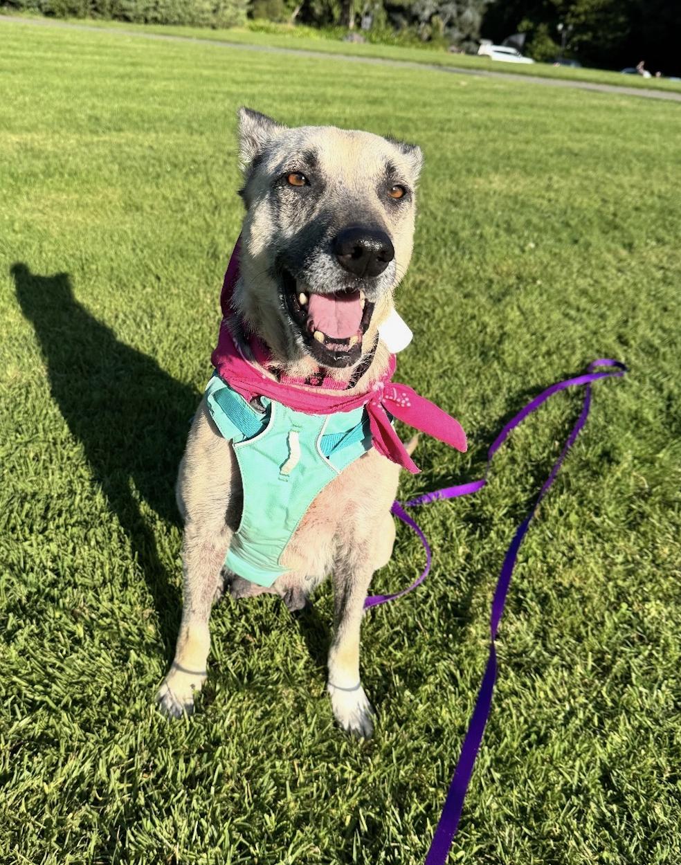 Mimosa, an adoptable German Shepherd Dog in Berkeley, CA image 4/6