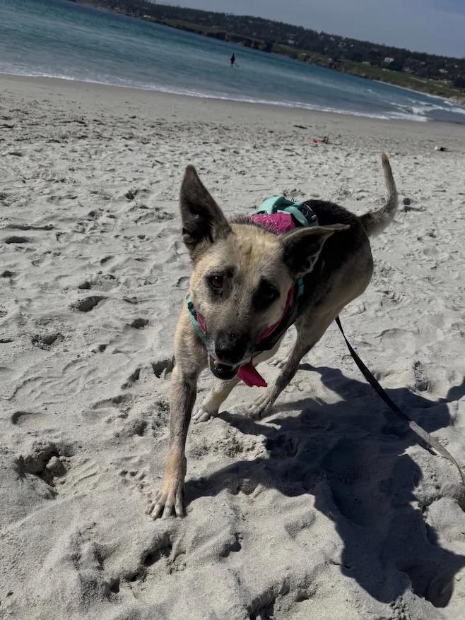 Mimosa, an adoptable German Shepherd Dog in Berkeley, CA image 2/6