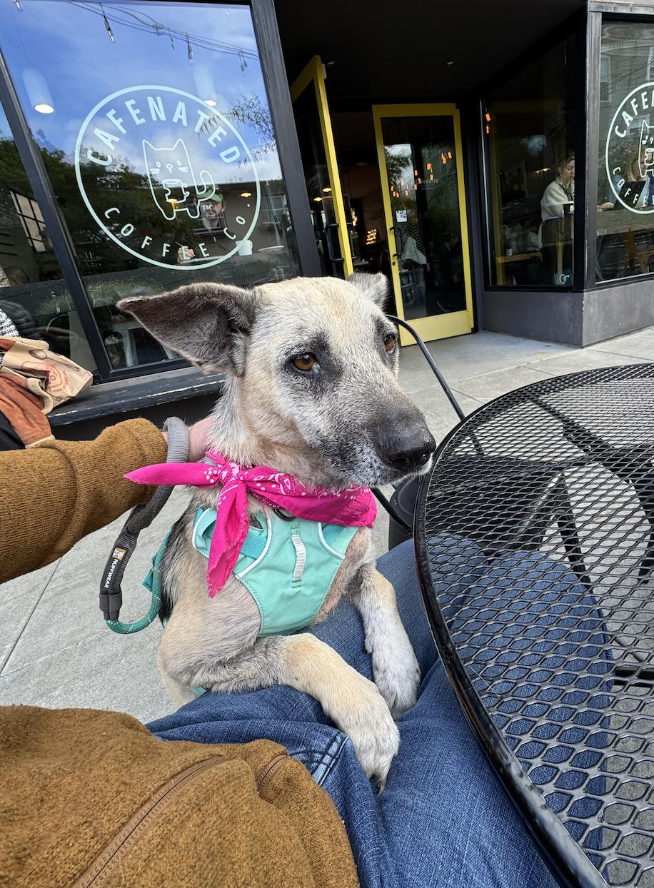 Mimosa, an adoptable German Shepherd Dog in Berkeley, CA image 3/6