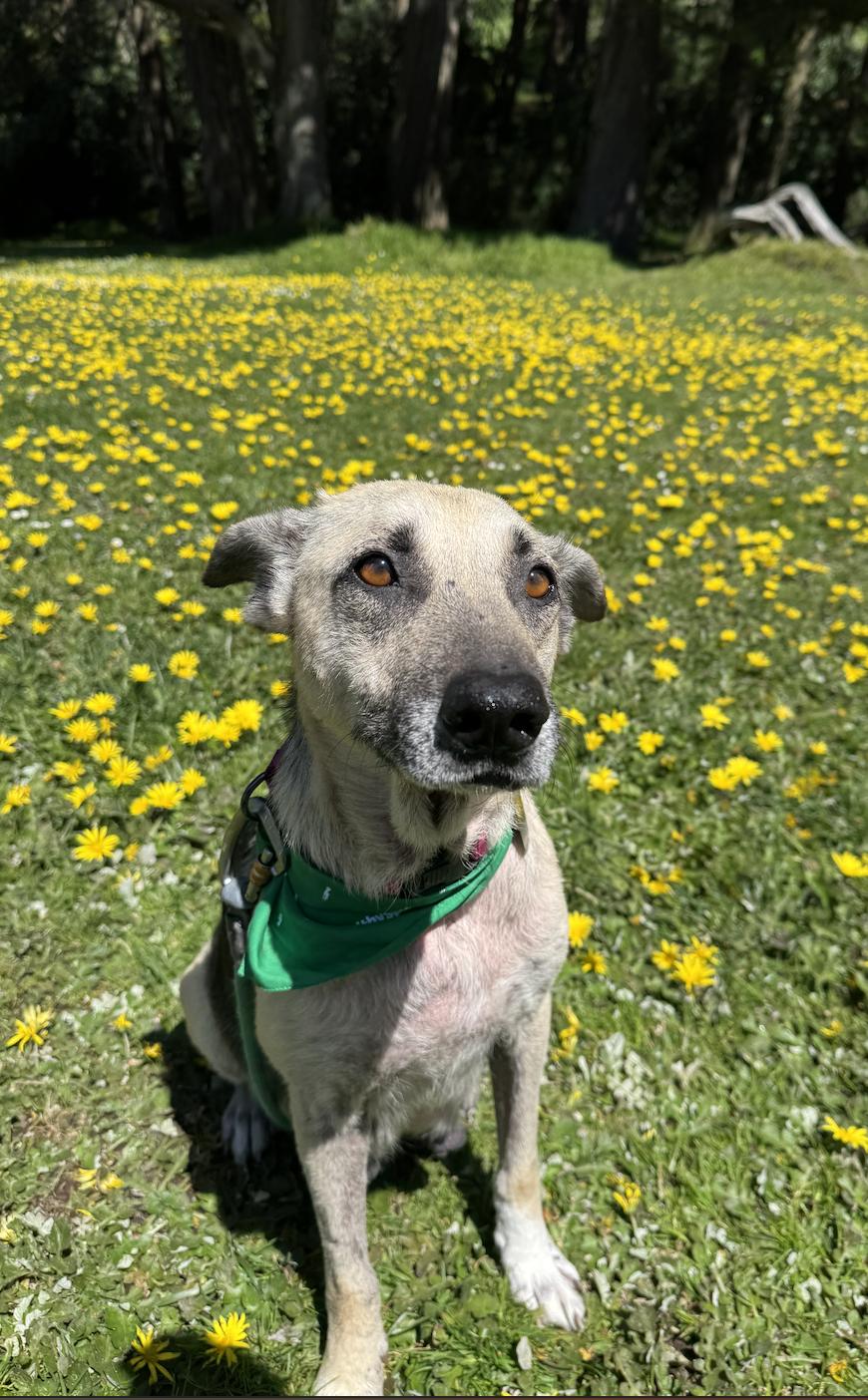 Mimosa, adoptable, Senior Female German Shepherd Dog.