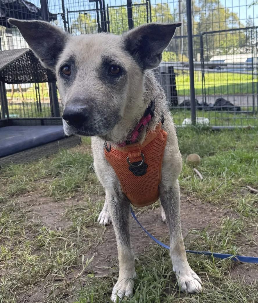 Enlarge Mimosa, a ADOPTABLE German Shepherd Dog in Davis, CA image 1/1