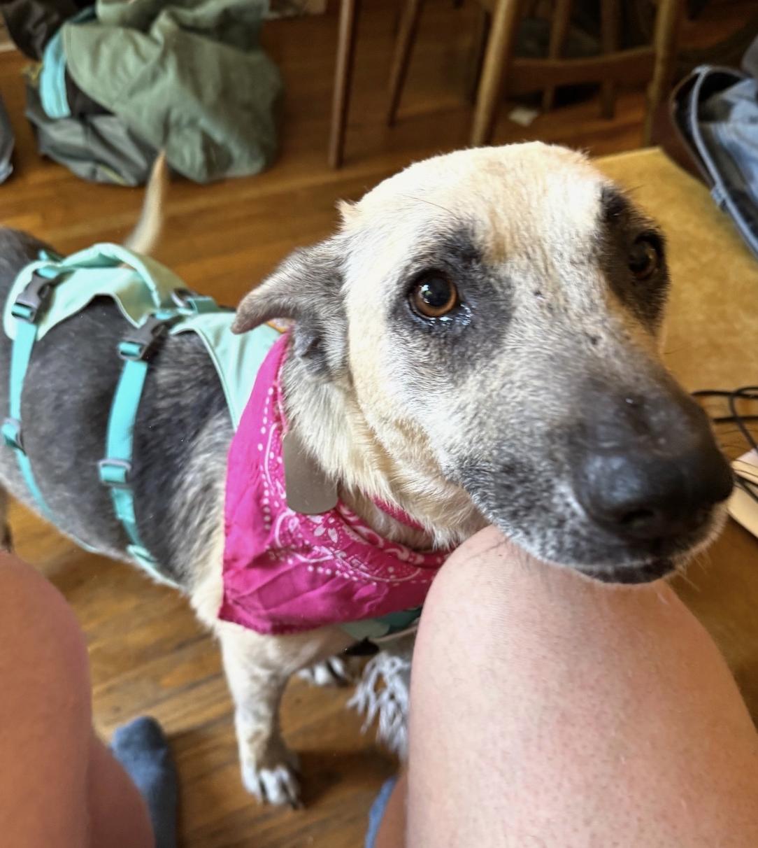 Mimosa, an adoptable German Shepherd Dog in Berkeley, CA image 6/6