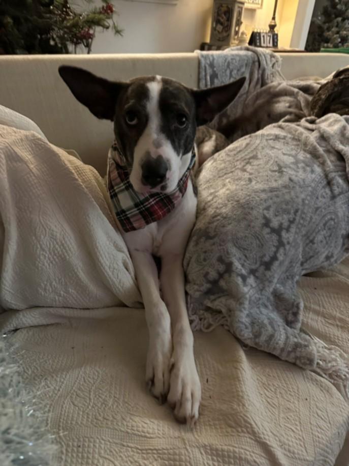 LULU, Adoptable, Adult Female Catahoula Leopard Dog & Mixed Breed.