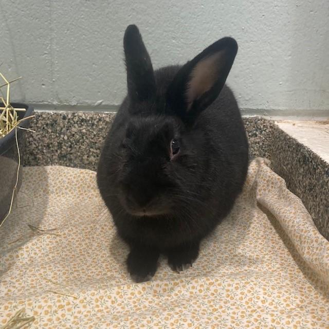 HOUDINI, Adoptable, Adult Male American.