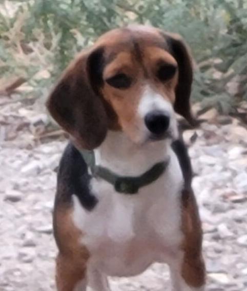 Bill, Adoptable, Adult Male Beagle.