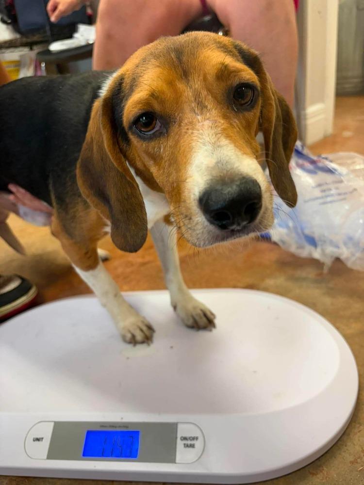 Enlarge Bill, a Adoptable Beagle in Bolivar, MO image 2/2