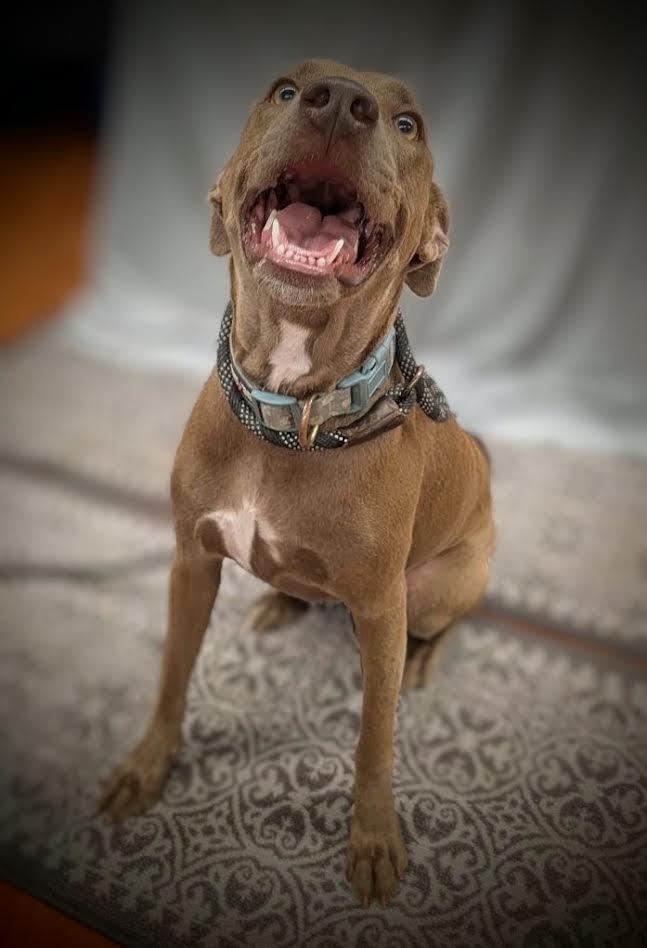 Enlarge Hazel, a Adopted mixed breed in Mauston, WI image 2/2