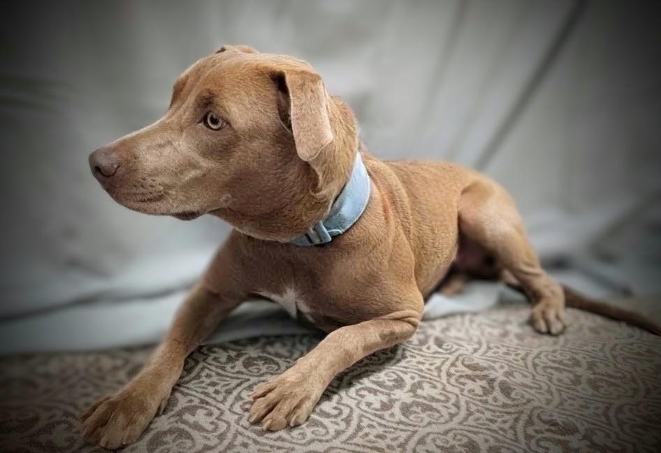 Enlarge Hazel, a Adopted mixed breed in Mauston, WI image 1/2
