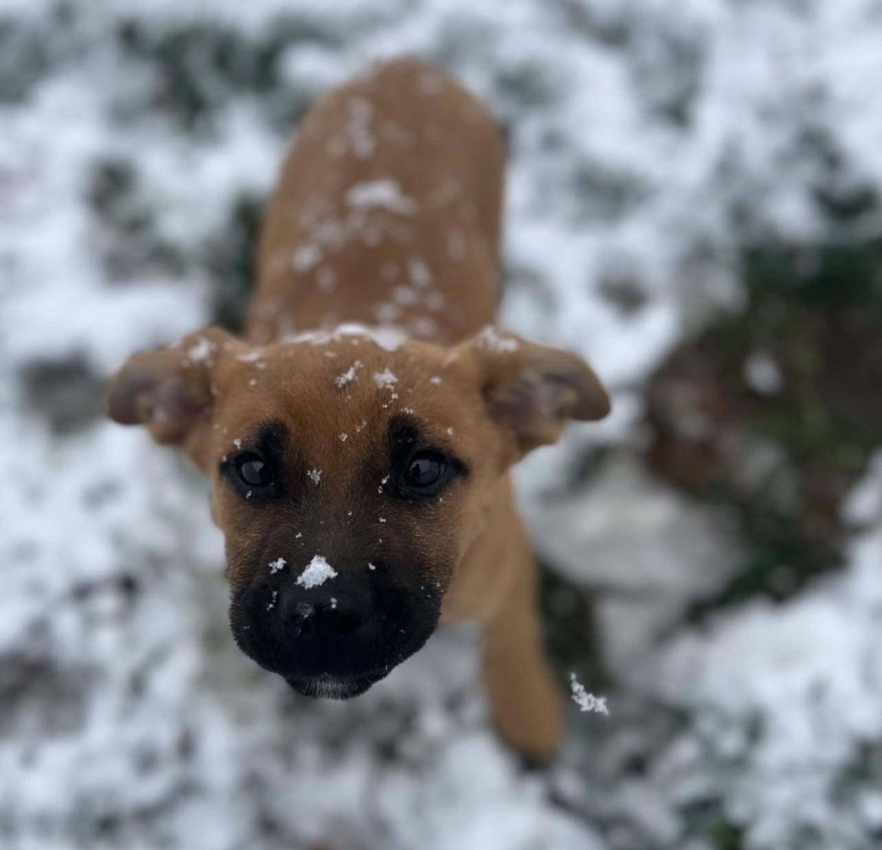 Enlarge Max, an adopted mixed breed in Richmond, VA image 2/6