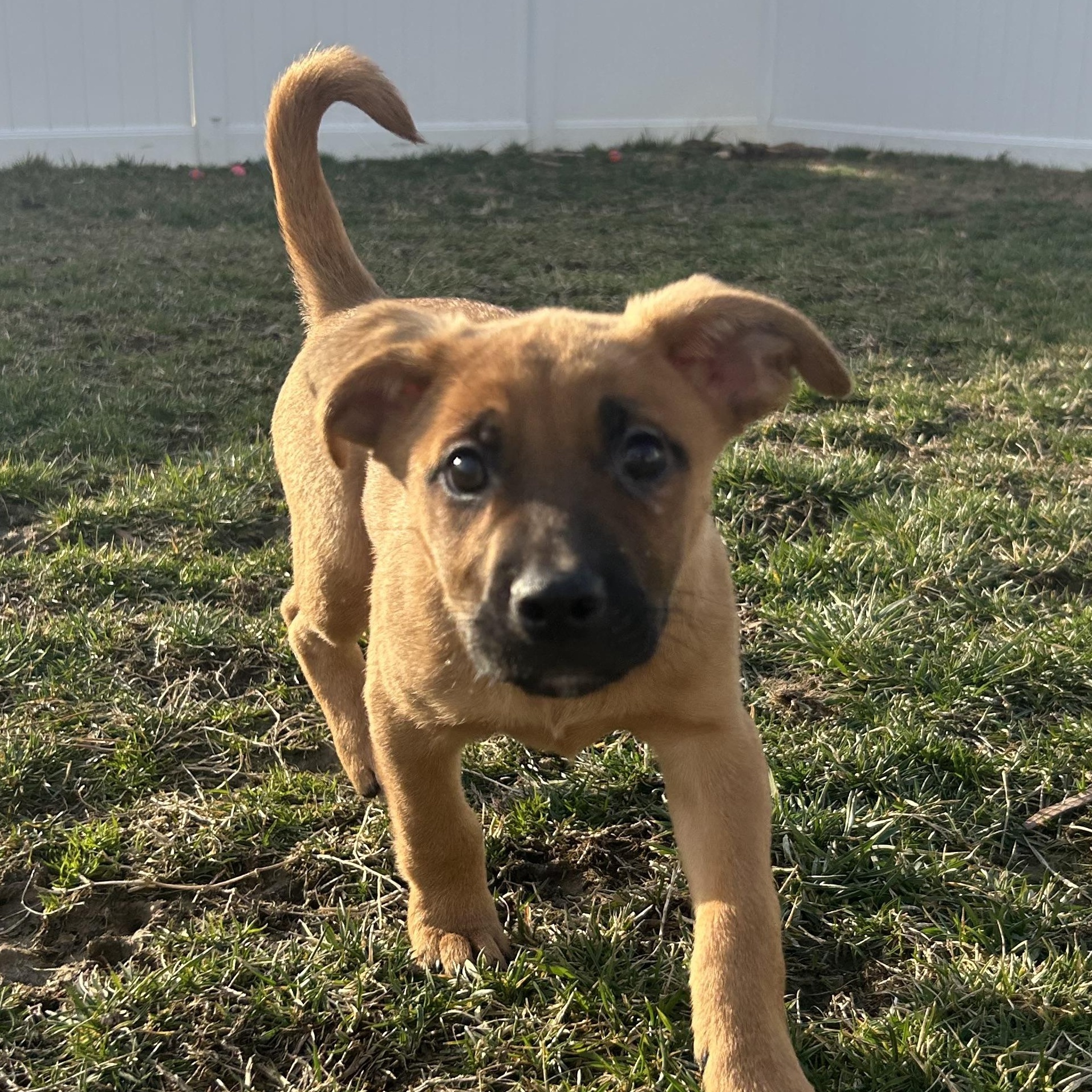 Enlarge Max, an adopted mixed breed in Richmond, VA image 3/6