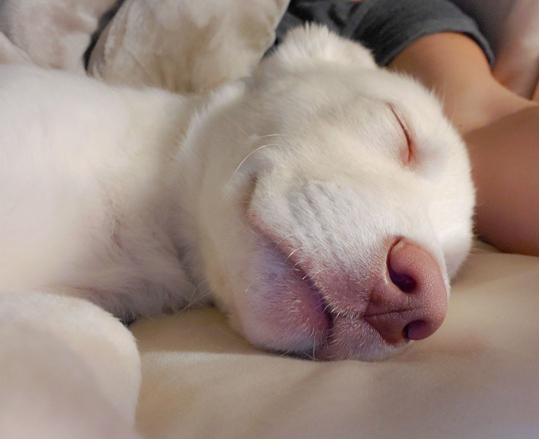 Luna, AKA Betty White, Adoptable, Adult Female White German Shepherd & Husky.