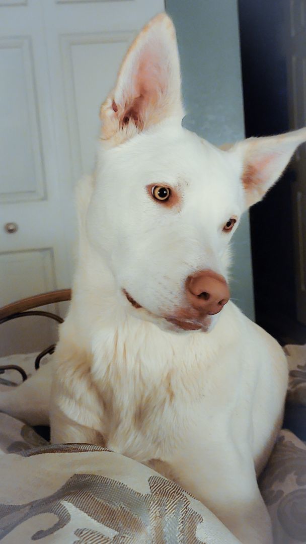 Enlarge Luna, AKA Betty White, a Adoptable mixed breed in Pasco, WA image 2/13