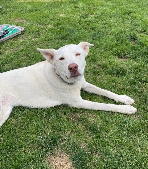 Enlarge Luna, AKA Betty White, a Adoptable mixed breed in Pasco, WA image 3/13