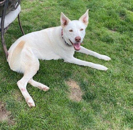 Enlarge Luna, AKA Betty White, a Adoptable mixed breed in Pasco, WA image 4/13