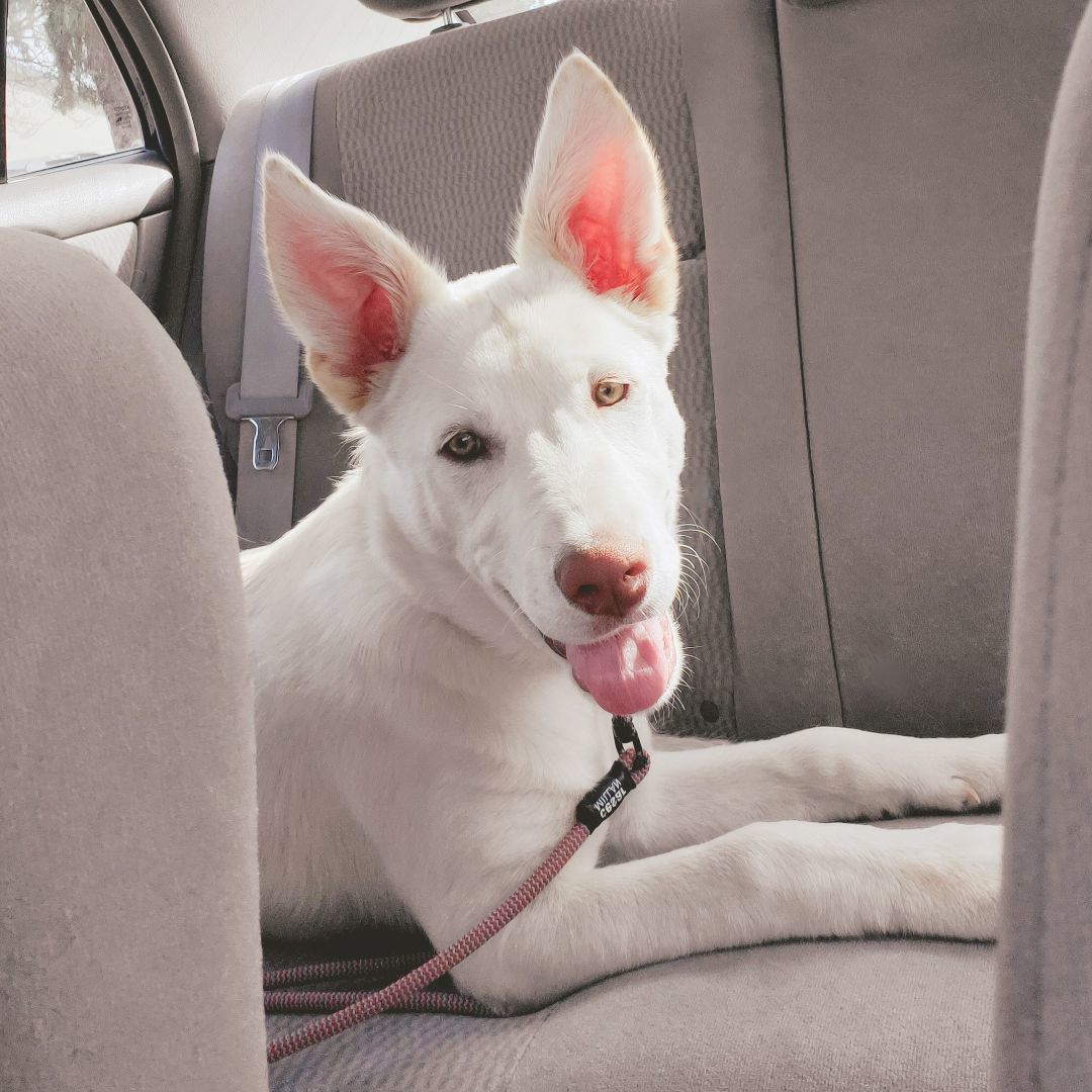 Enlarge Luna, AKA Betty White, a Adoptable mixed breed in Pasco, WA image 5/13