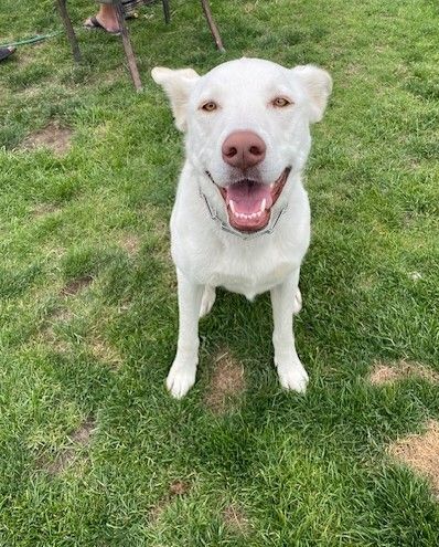 Enlarge Luna, AKA Betty White, a Adoptable mixed breed in Pasco, WA image 6/13