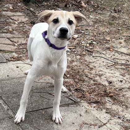 Rascal, Adoptable, Adult Male Labrador Retriever & Mixed Breed.