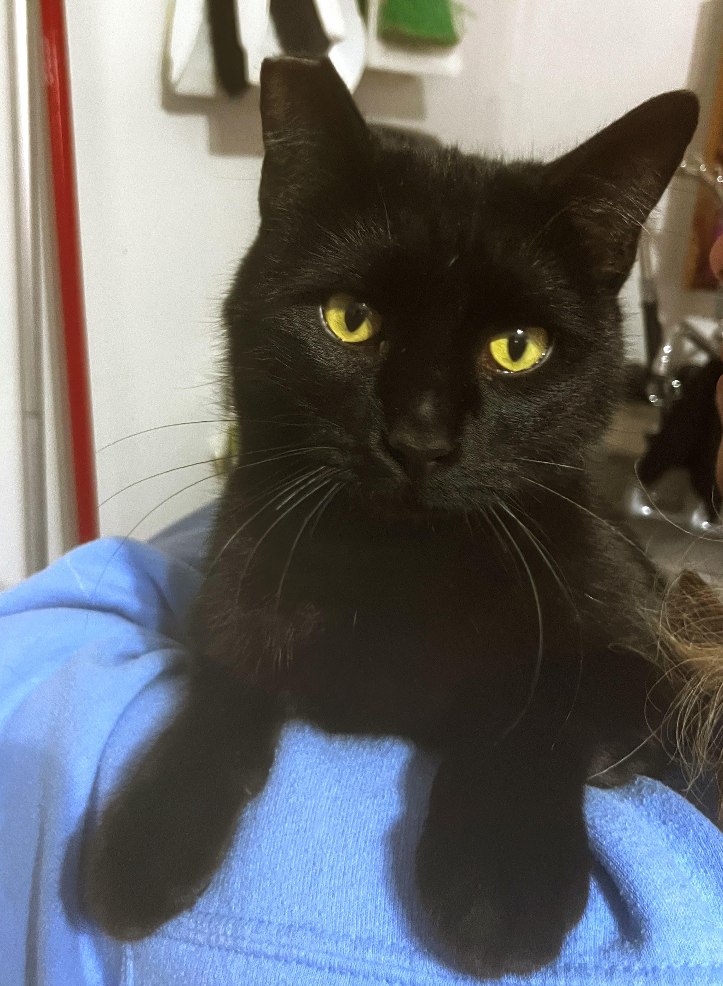 Bobbie, ADOPTABLE, Young Female American Bobtail.