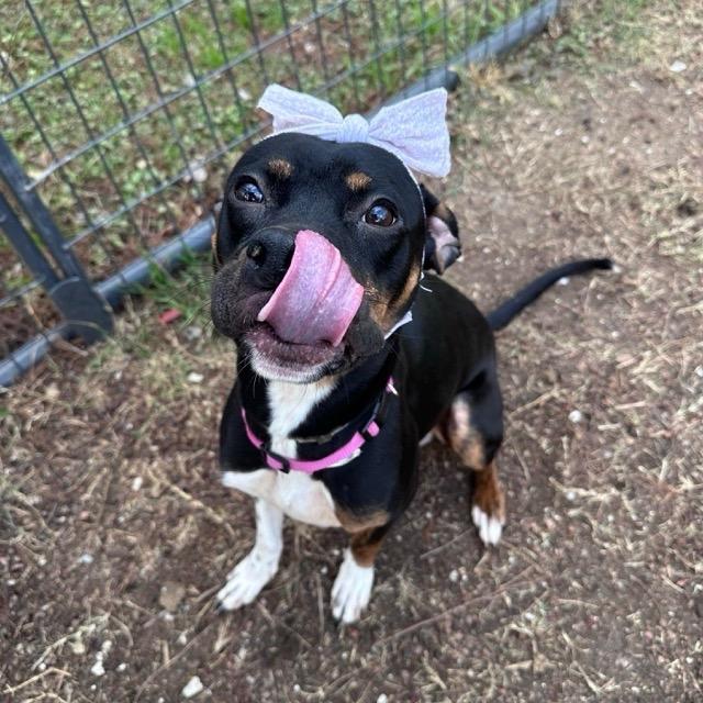 Pip, ADOPTABLE, Young Female Boxer.