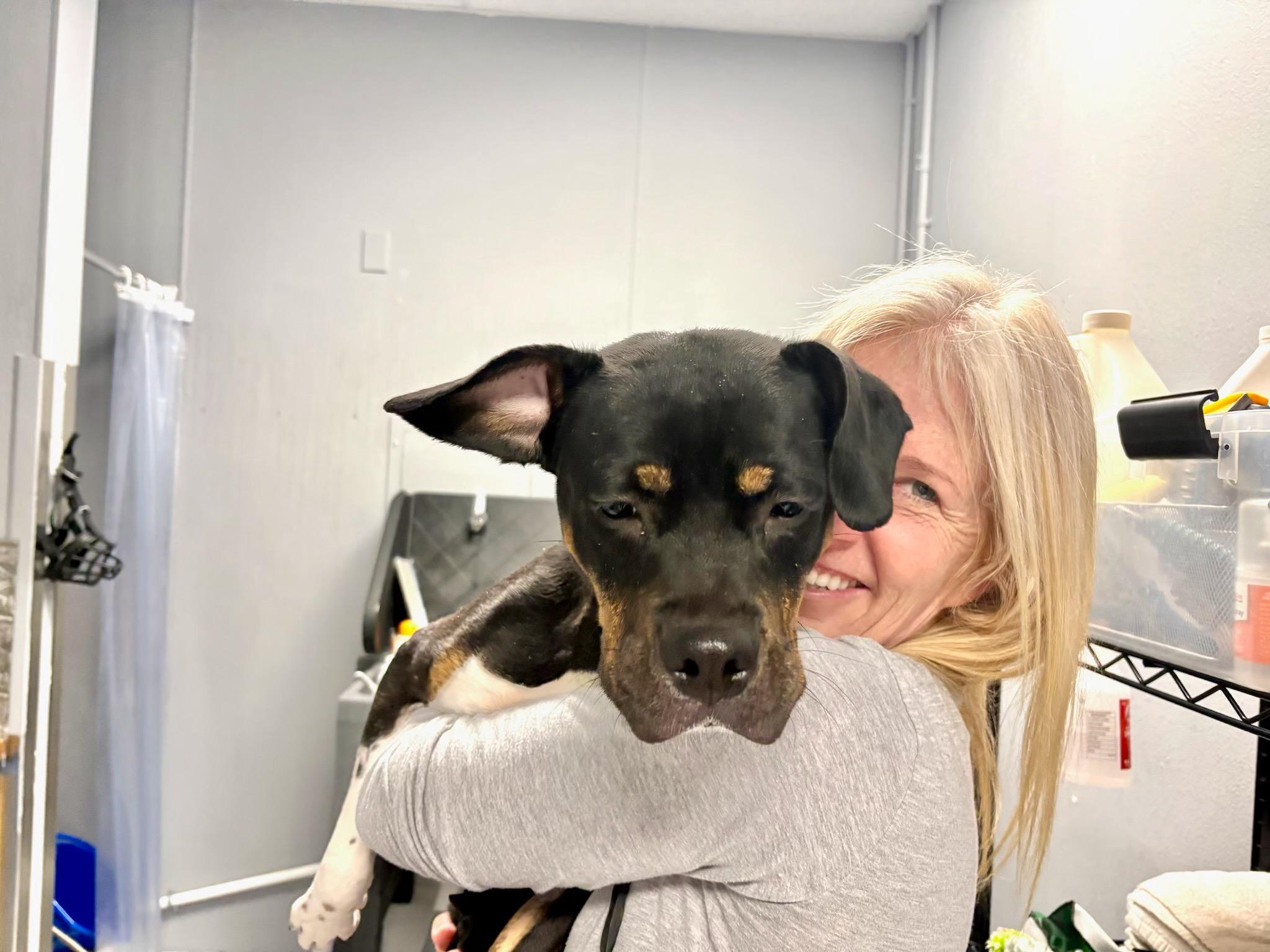 Enlarge Pip, a ADOPTABLE mixed breed in Durango, CO image 3/4