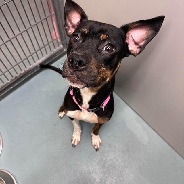 Enlarge Pip, a ADOPTABLE mixed breed in Durango, CO image 2/4