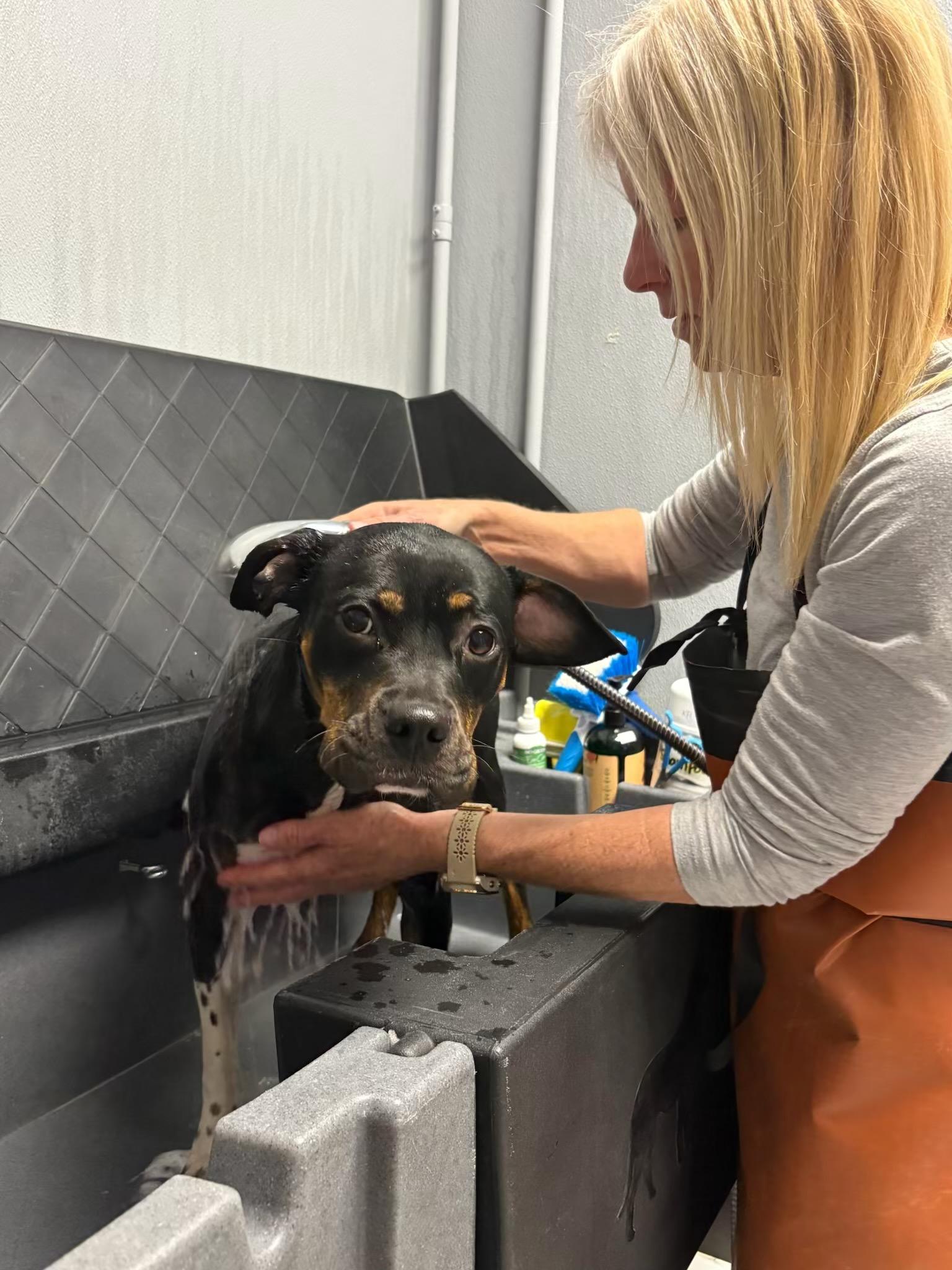 Enlarge Pip, a ADOPTABLE mixed breed in Durango, CO image 4/4