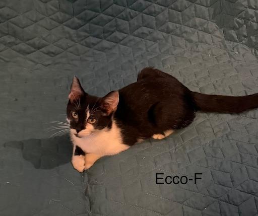 Ecco, Adoptable, Kitten Female Domestic Short Hair.