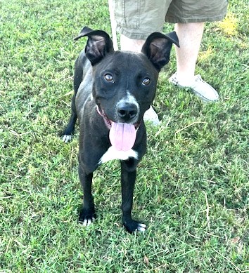 Pongo 42 pounds Year Old Sweetheart his Face tells all  CAT DOG CHILD FRIENDLY 3